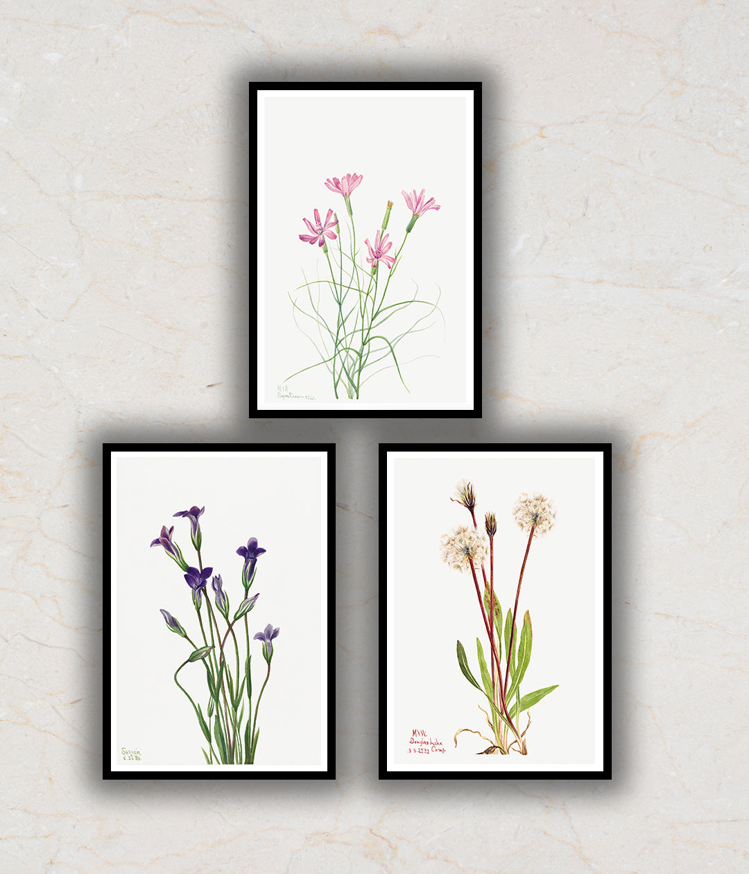 Wild Flowers Set of 3 Floral Paintings by Mary Vaux Walcott