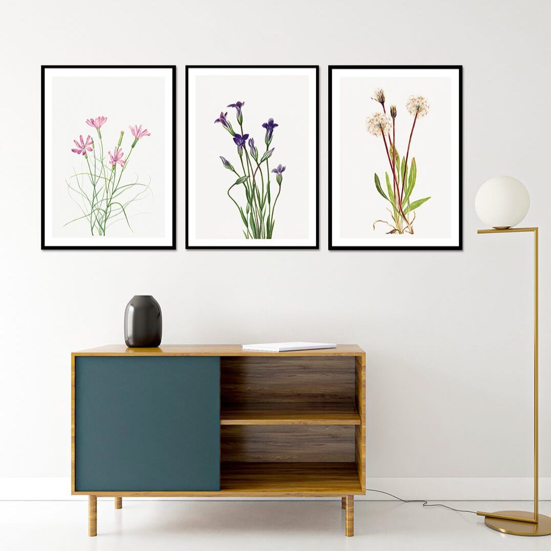 Wild Flowers Set of 3 Floral Paintings by Mary Vaux Walcott