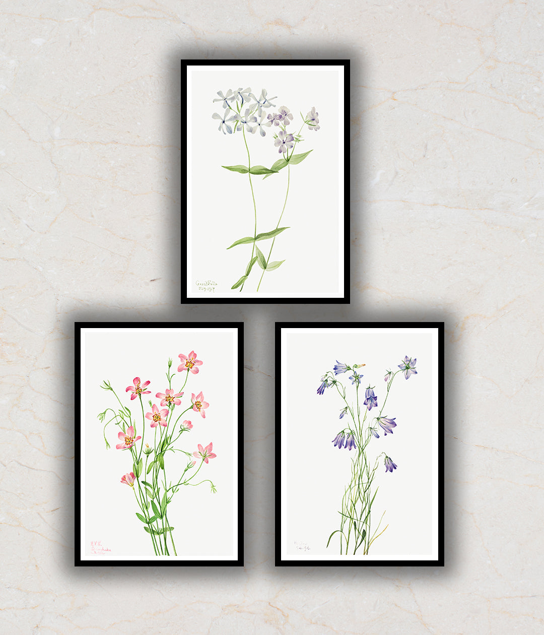 Wild Flowers Set of 3 Floral Paintings by Mary Vaux Walcott