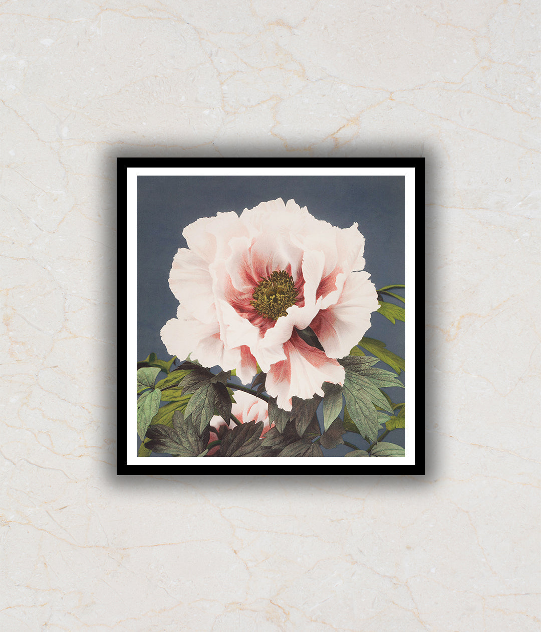 Tree Peony Flower Painting by Ogawa Kazumasa