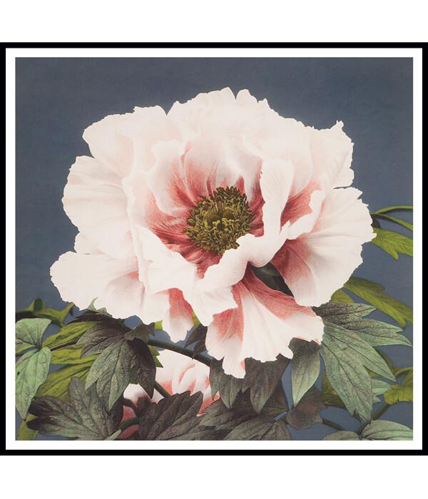 Tree Peony Flower Painting by Ogawa Kazumasa