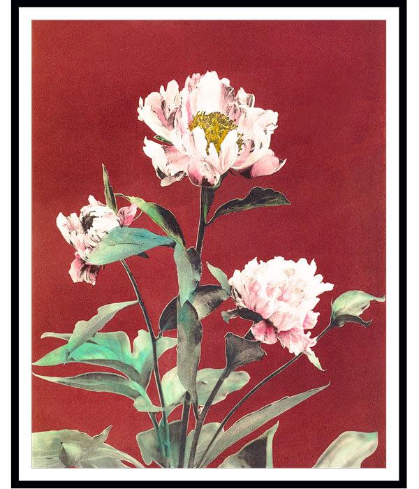 Herbaceous Peony Floral Painting by Ogawa Kazumasa