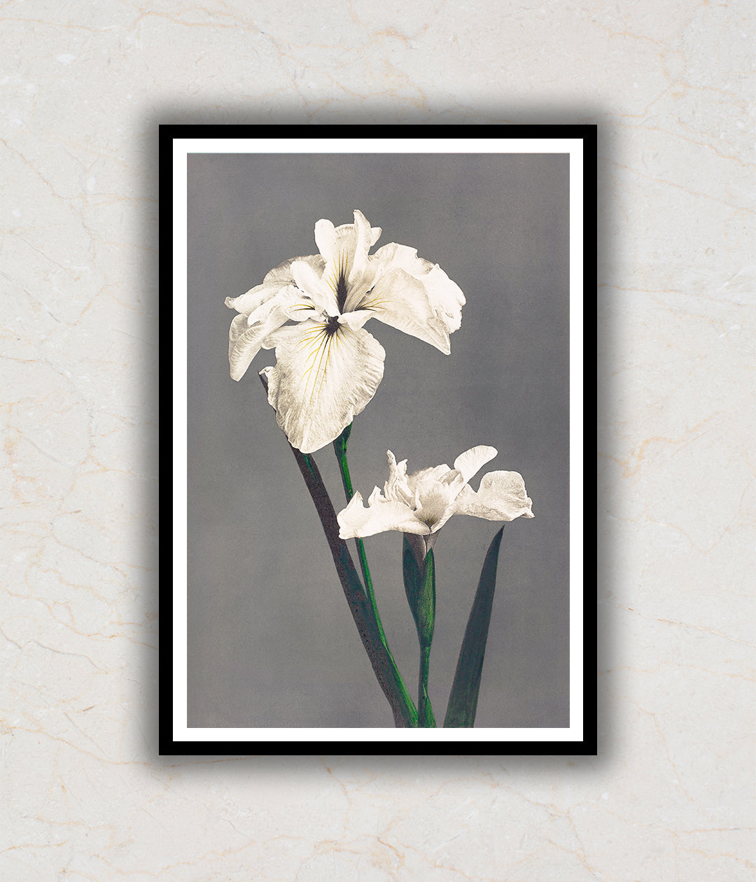 White Iris Flower Painting by Ogawa Kazumasa