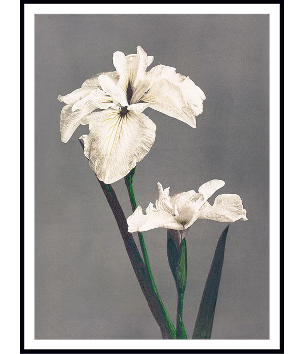 White Iris Flower Painting by Ogawa Kazumasa